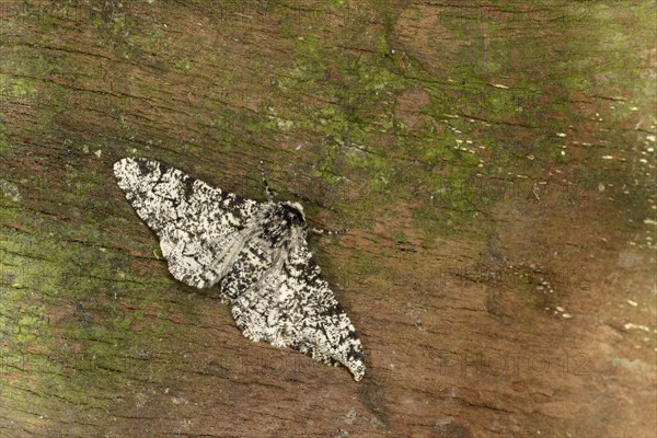 Peppered Moth