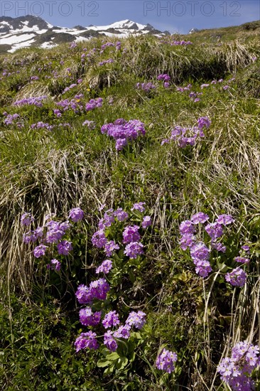 Birdseye Primrose