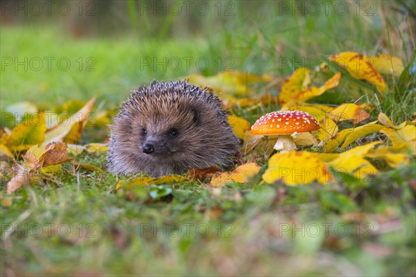 Adult European european hedgehog