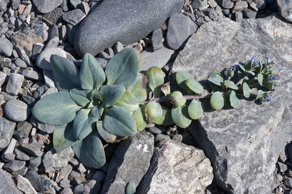 Flowering oysterleaf