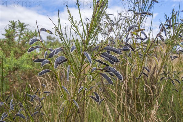 Common common broom