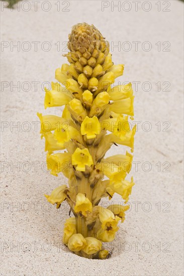 Yellow Broomrape