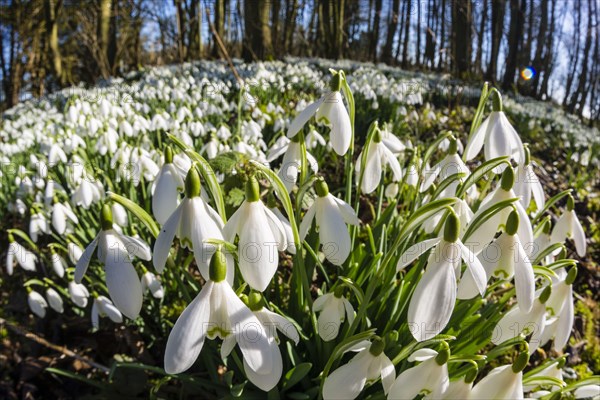 Snowdrop