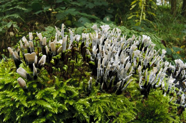 Fruiting body of the candlestick fungus