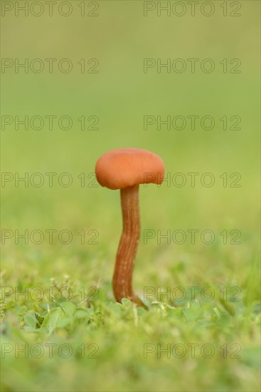 Scarlet Waxcap