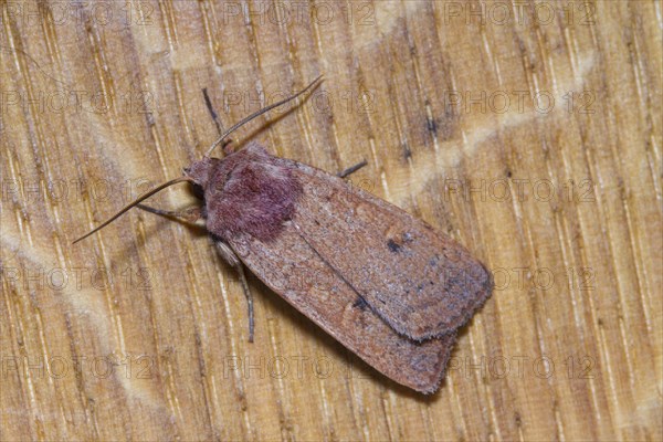 Broom Heath Ground Owl