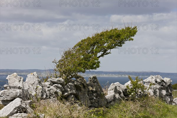 Common Hawthorn