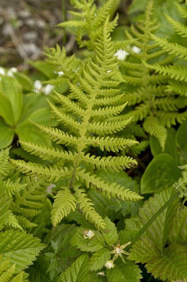 Beech Fern