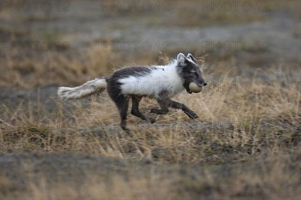 Arctic fox