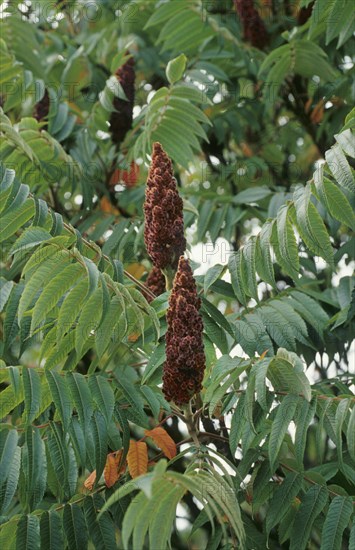 Staghorn sumac