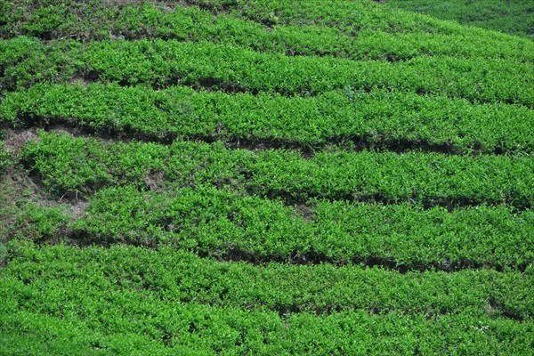 Tea Plantation