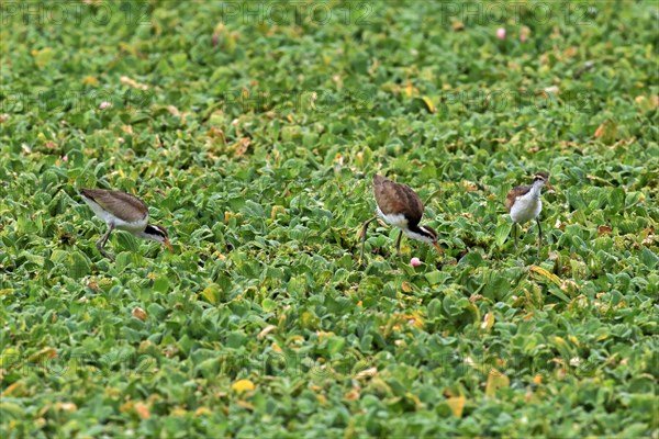 Wattled jacana