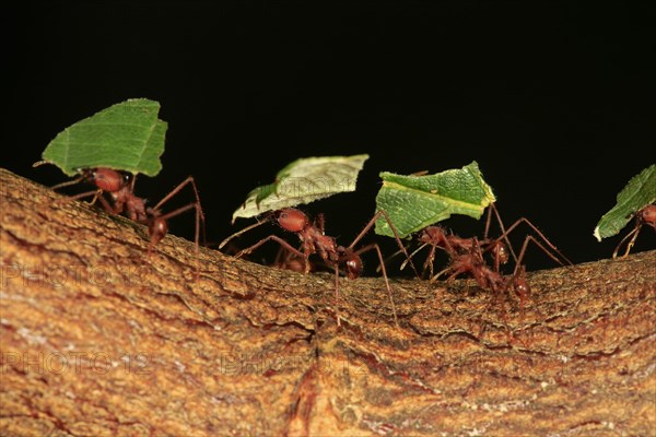 Leafcutter ant