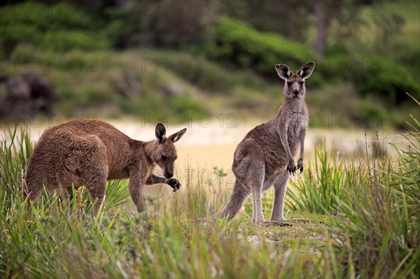 Eastern grey kangaroo