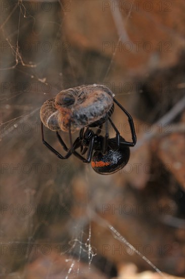 False widow