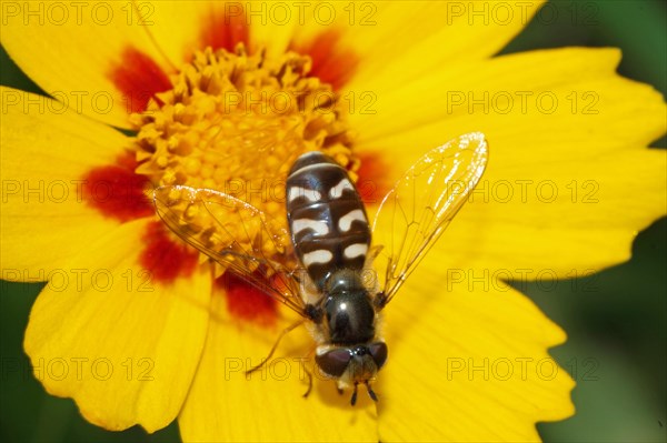 Late Large-fronted Hoverfly