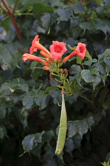 Trumpet vine