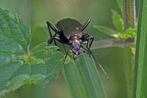 Ground beetle