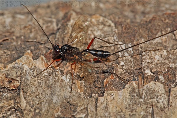 Ichneumon wasp