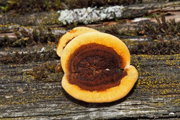 Rusty gill polypore