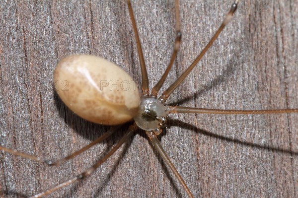 Large trembling spider