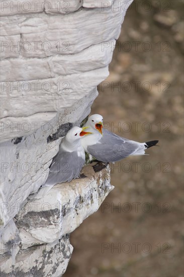 Larus tridactylus