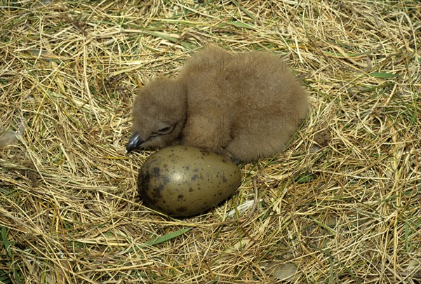 Great Skua