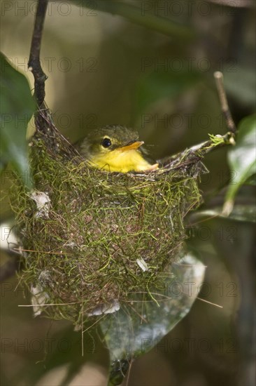 Phyllastrephus zosterops