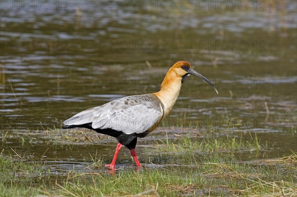 Buff-necked Ibis