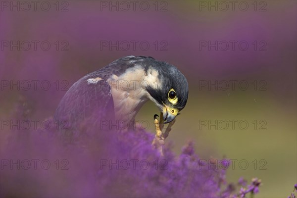 Peregrine falcon