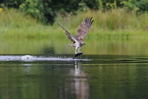 Western osprey