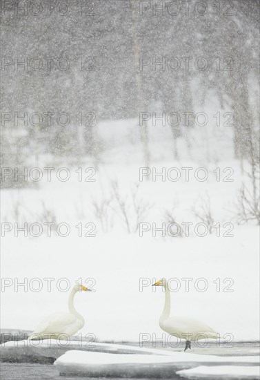 Whooper swan