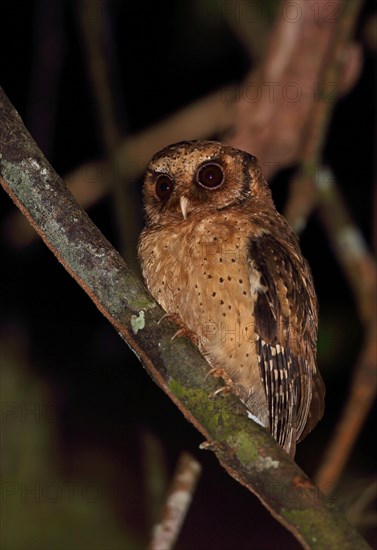 Reddish Owl