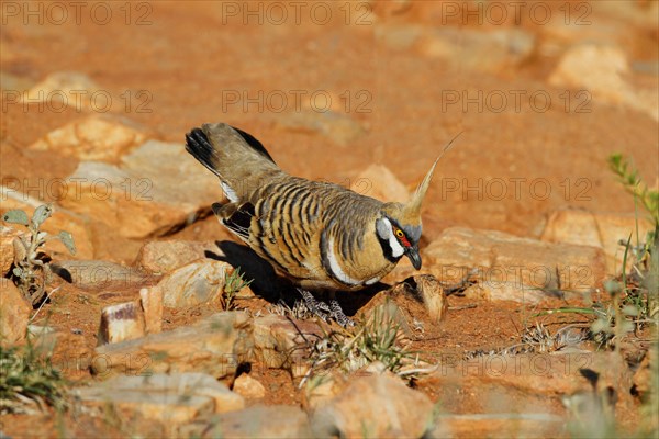 Spinifex Pigeon