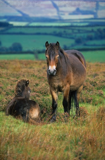 Exmoor domestic horse