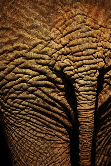 African elephant