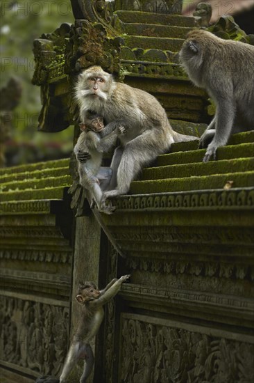 Crab-eating macaques