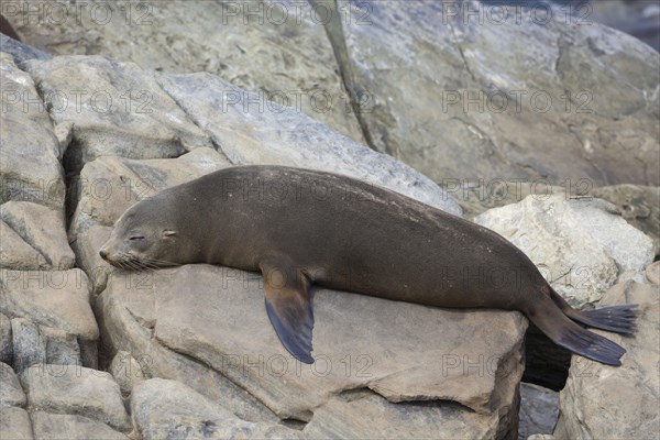 New Zealand fur seal