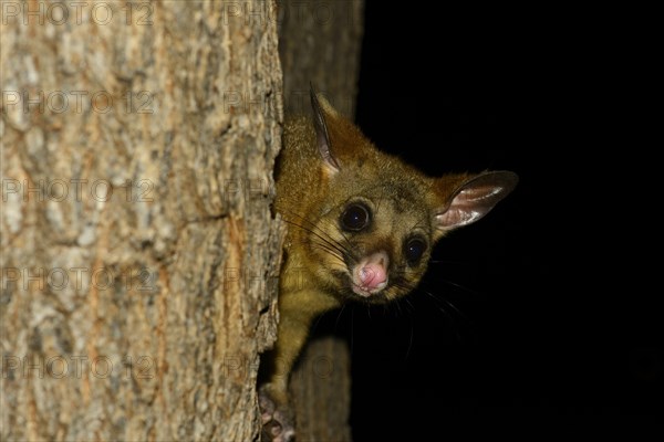 Common Brushtail Possum