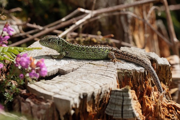 Sand lizards