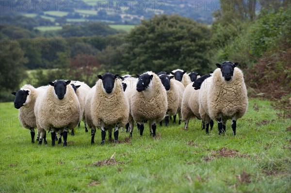 Domestic sheep