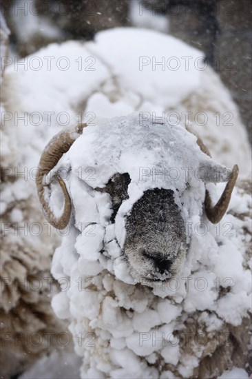 Domestic Sheep