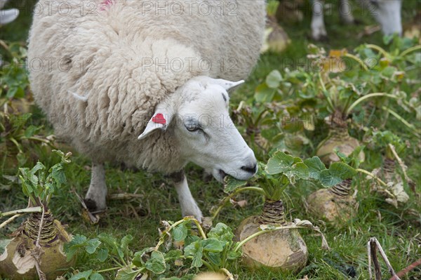 Domestic sheep