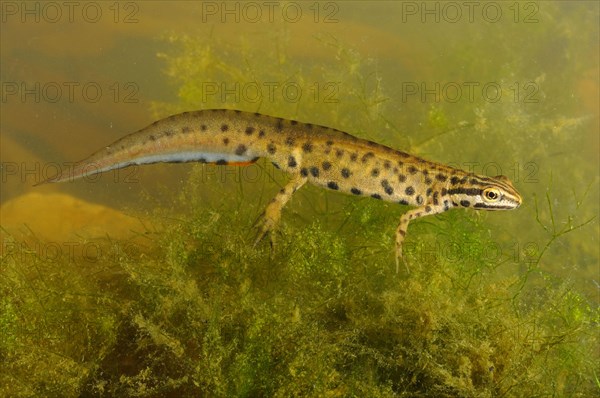 Smooth Newt