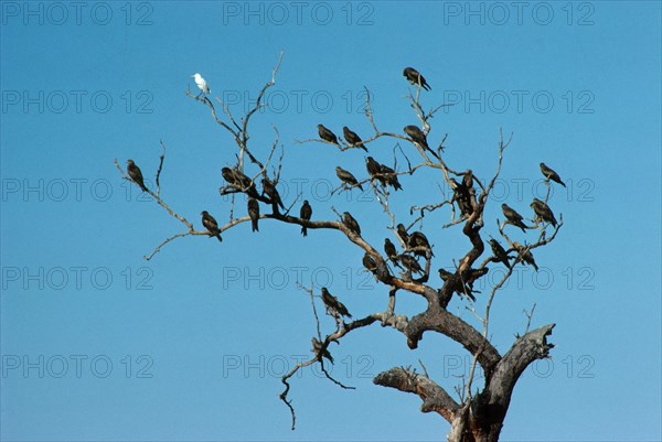 Fork-tailed Kite Black Kite