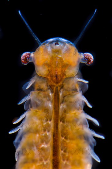 Fairy Shrimp