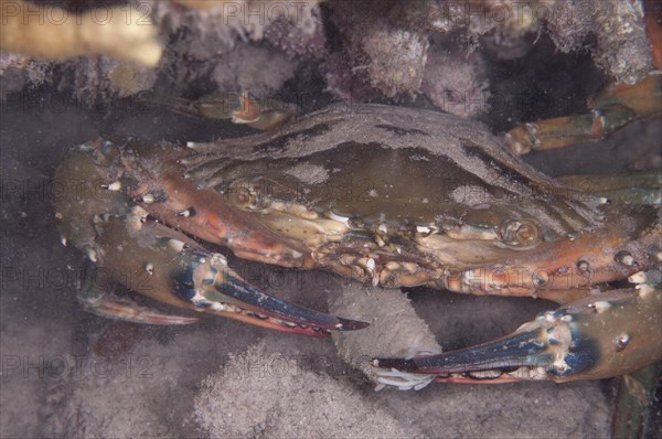 Saw-clawed spoon crab
