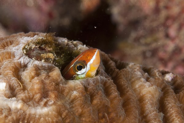 Bluestriped fangblenny