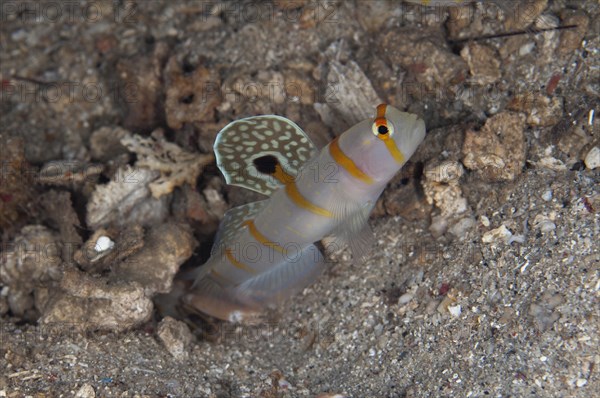 Randall's sentinel goby