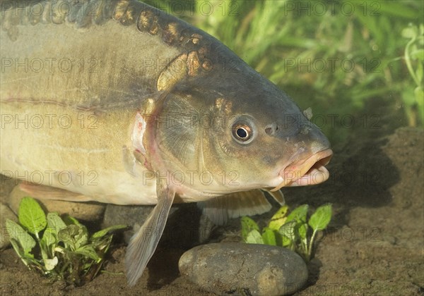 Mirror Carp